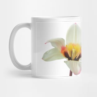 Tulipa tulip Mug